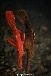 Solenostomus cyanopterus by Sergey Verderevskiy 